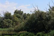 281-Delta del Danubio,7 agosto 2011